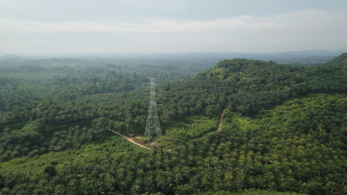 Sawit, Hutan, dan Hitungan Mundur Eropa